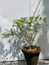 Marjoram Plant (Marwa Culinary Herb)