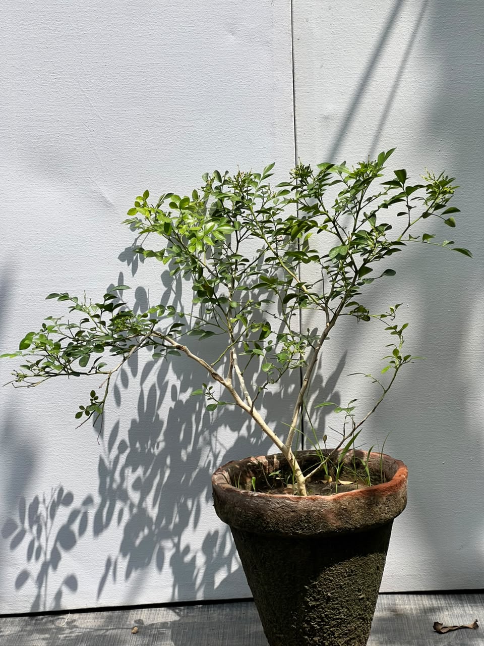 Marjoram Plant (Marwa Culinary Herb)
