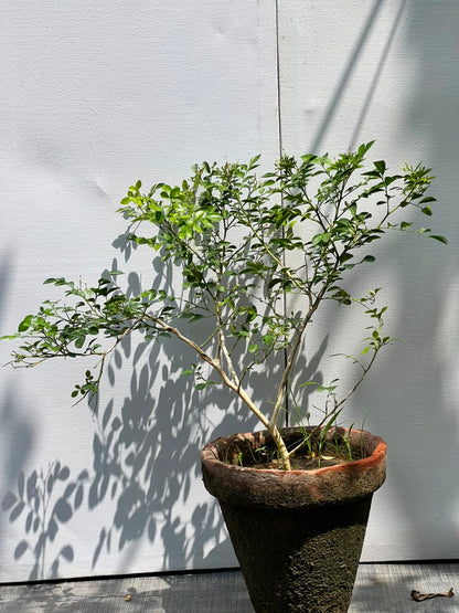Marjoram Plant (Marwa Culinary Herb)