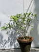 Marjoram Plant (Marwa Culinary Herb)