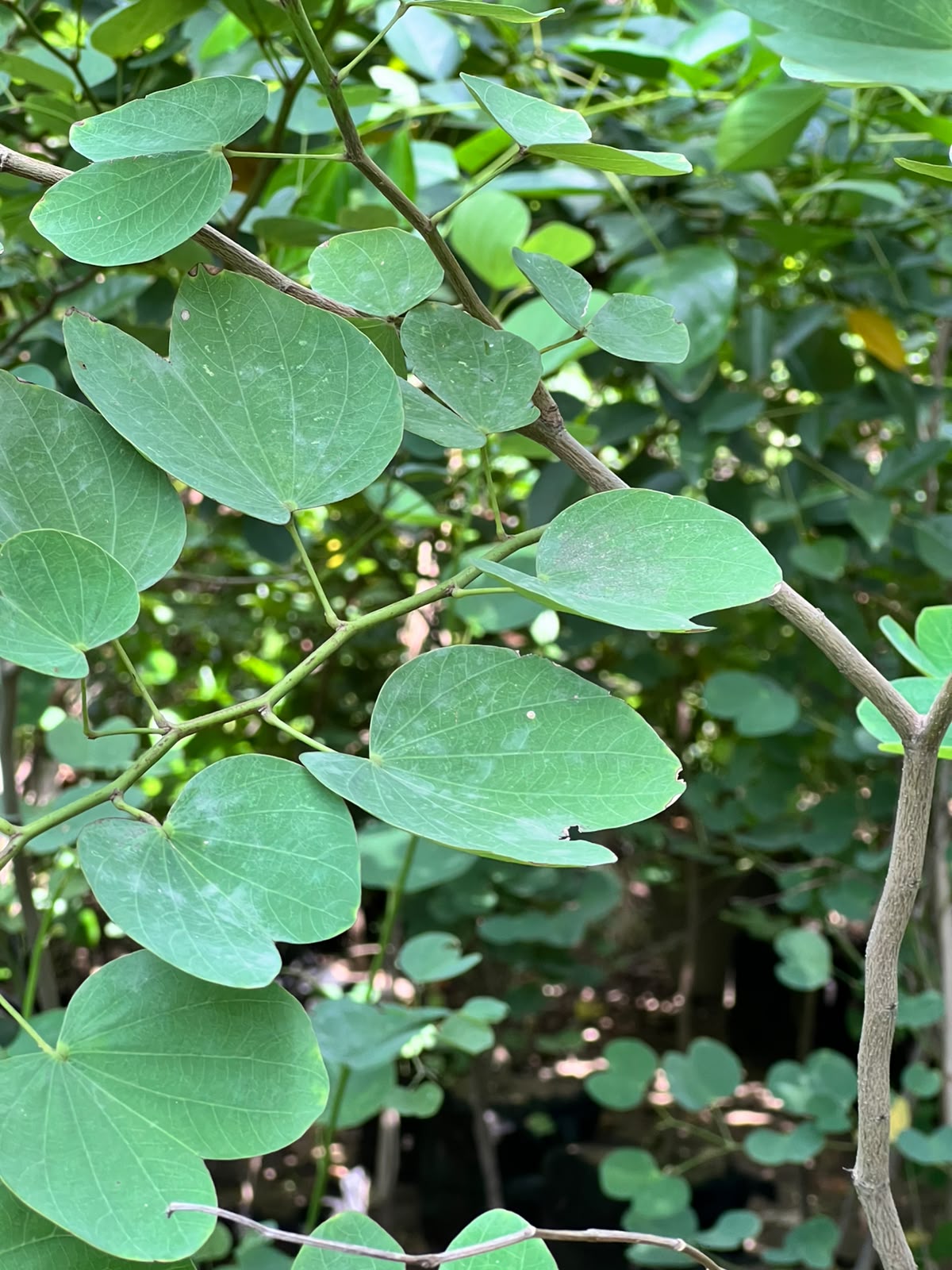 Kachnar Tree (Orchid Tree), photo 2