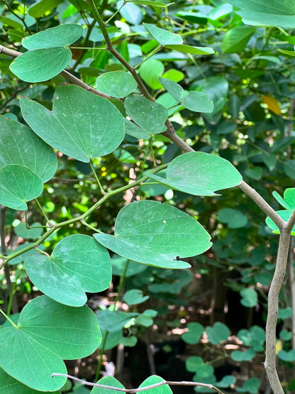 Kachnar Tree (Orchid Tree), photo 2