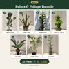 Deal 1 - Palms & Foliage Bundle
