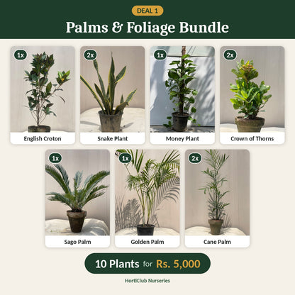 Deal 1 - Palms & Foliage Bundle