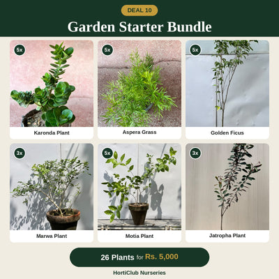 Deal 10 - Garden Starter Bundle
