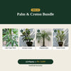 Deal 12 - Palm & Croton Bundle