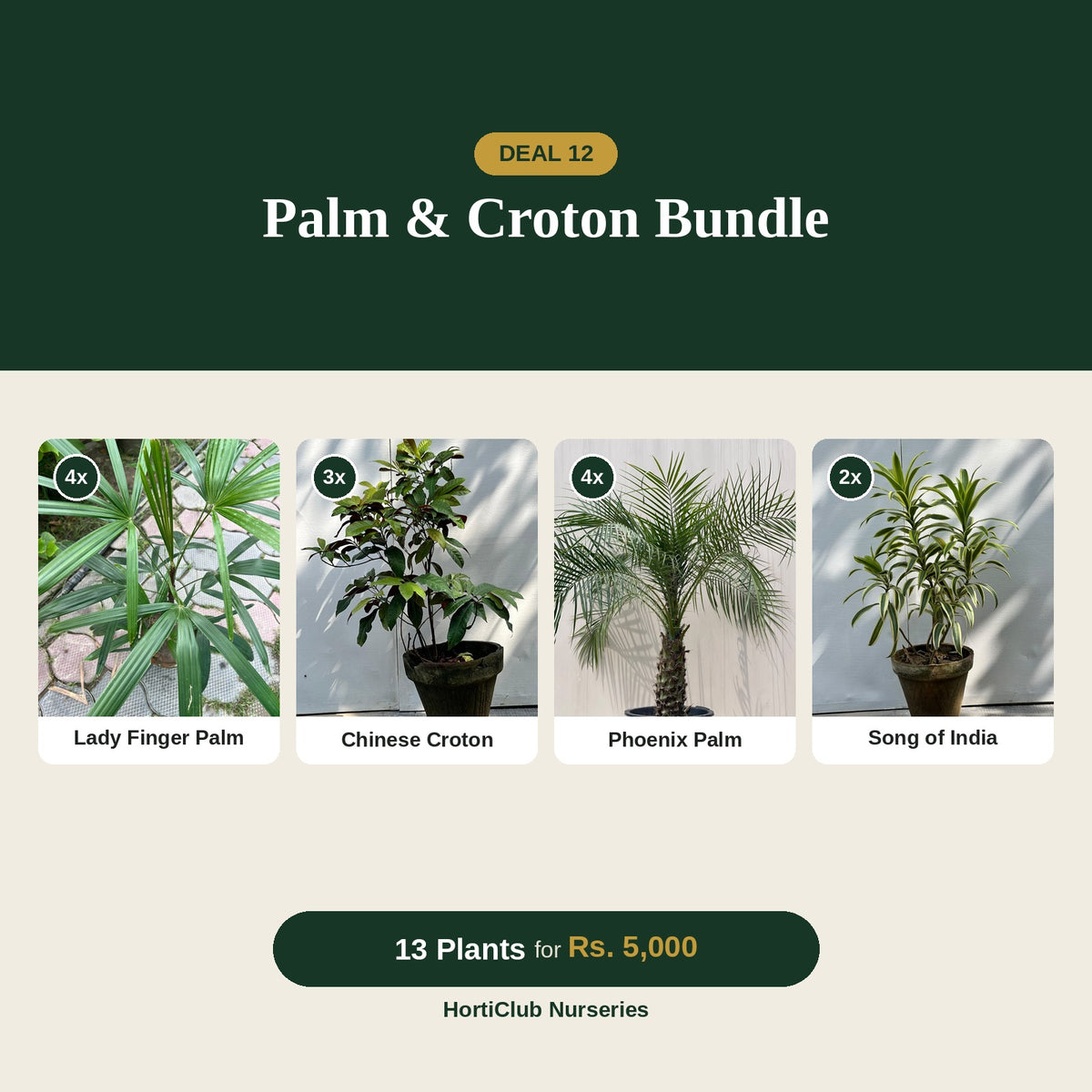 Deal 12 - Palm & Croton Bundle