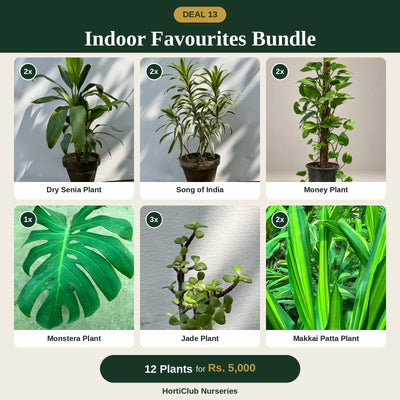 Deal 13 - Indoor Favourites Bundle