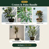 Deal 14 - Croton & Palm Bundle