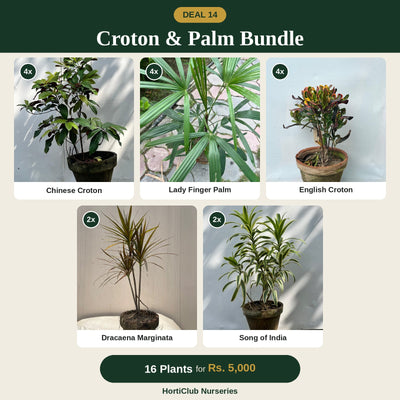 Deal 14 - Croton & Palm Bundle