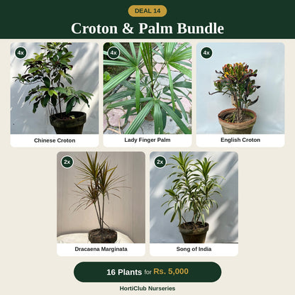 Deal 14 - Croton & Palm Bundle