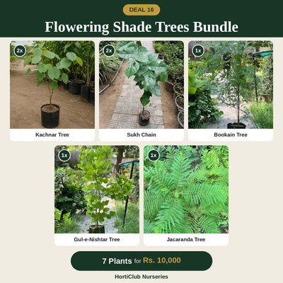 Deal 16 - Flowering Shade Trees Bundle