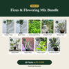 Deal 19 - Ficus & Flowering Mix Bundle