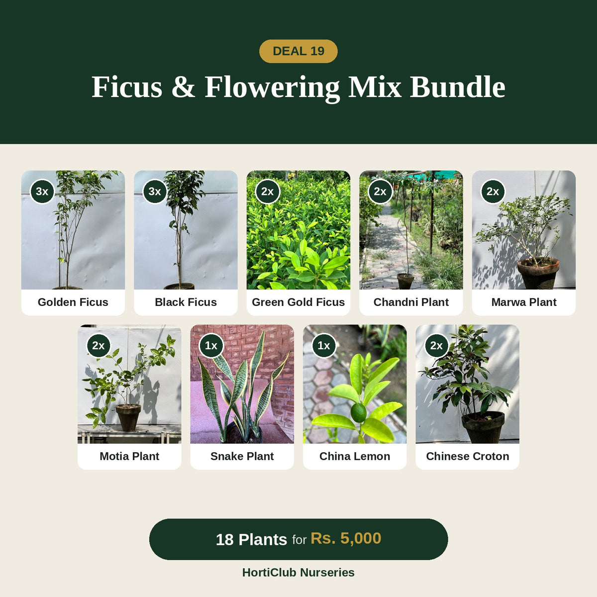 Deal 19 - Ficus & Flowering Mix Bundle