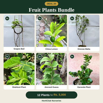 Deal 20 - Fruit Plants Bundle