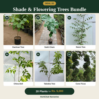 Deal 22 - Shade & Flowering Trees Bundle