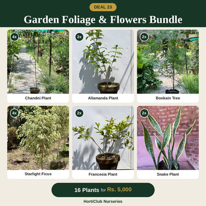 Deal 23 - Garden Foliage & Flowers Bundle