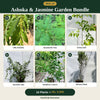 Deal 24 - Ashoka & Jasmine Garden Bundle