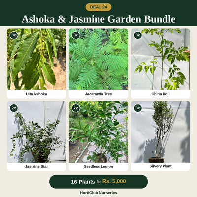 Deal 24 - Ashoka & Jasmine Garden Bundle