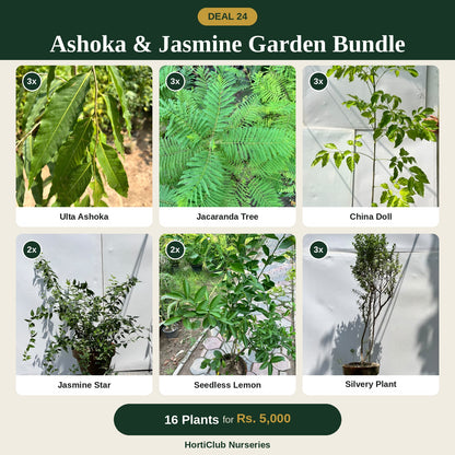Deal 24 - Ashoka & Jasmine Garden Bundle