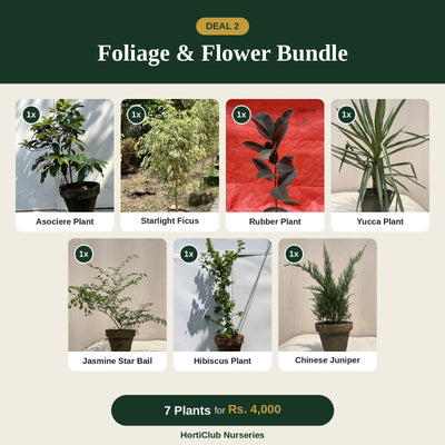 Deal 2 - Foliage & Flower Bundle