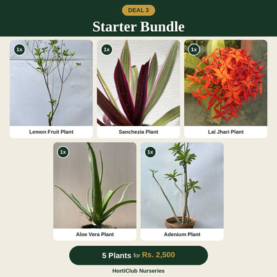 Deal 3 - Starter Bundle