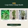 Deal 6 - Large Indoor Foliage Bundle