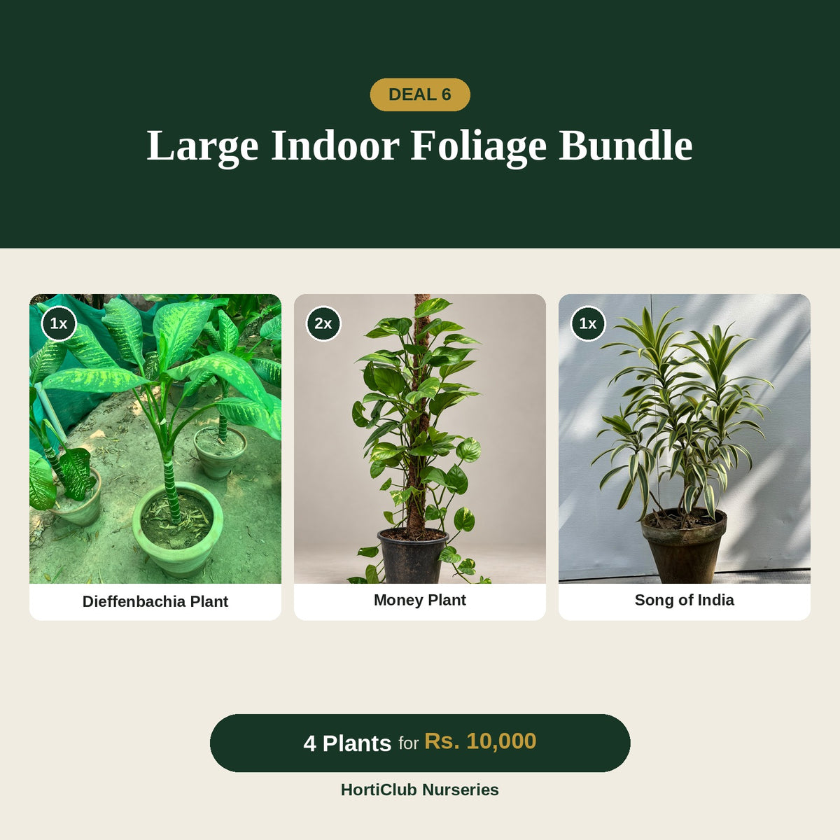 Deal 6 - Large Indoor Foliage Bundle