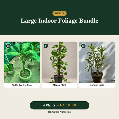 Deal 6 - Large Indoor Foliage Bundle