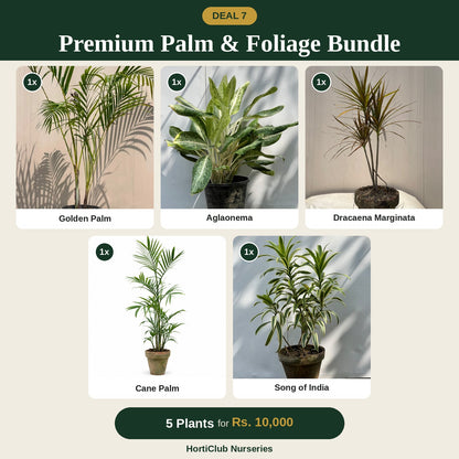 Deal 7 - Premium Palm & Foliage Bundle