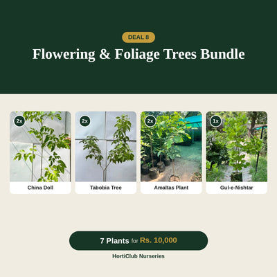 Deal 8 - Flowering & Foliage Trees Bundle