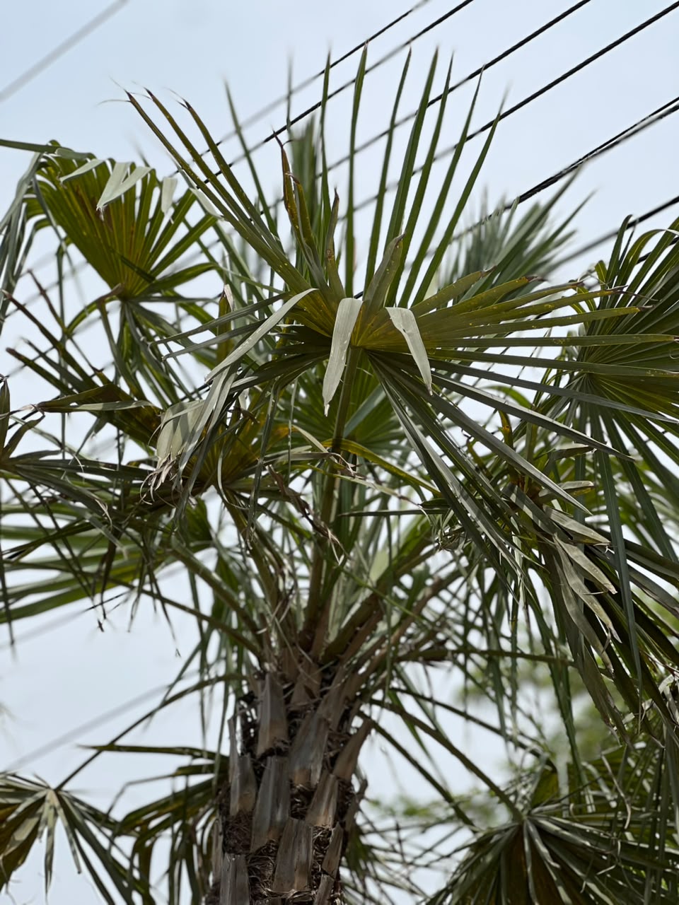 Copernicia Palm Tree (Ornamental Fan Palm), photo 3