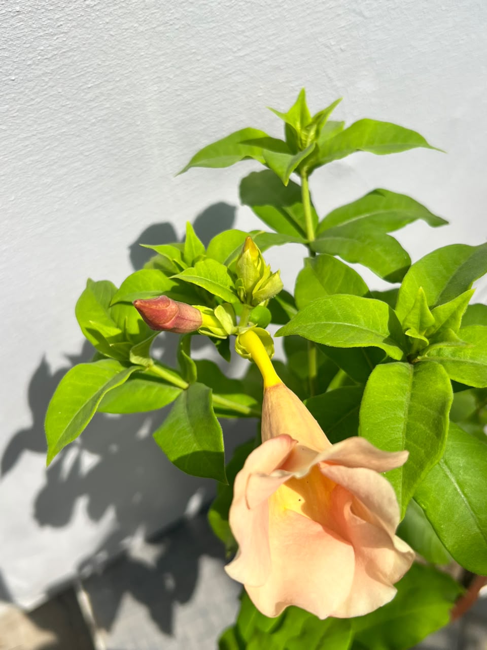 Allamanda Plant (Golden Trumpet), photo 3