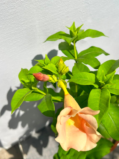 Allamanda Plant (Golden Trumpet), photo 3