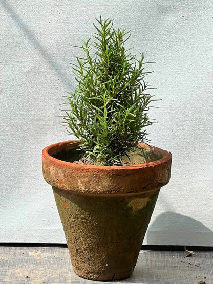 Rosemary Plant (Culinary Herb), photo 2