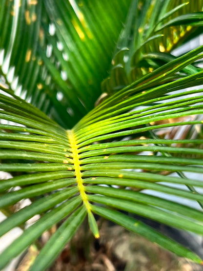 Sago Palm Plant (Cycas Revoluta), photo 3