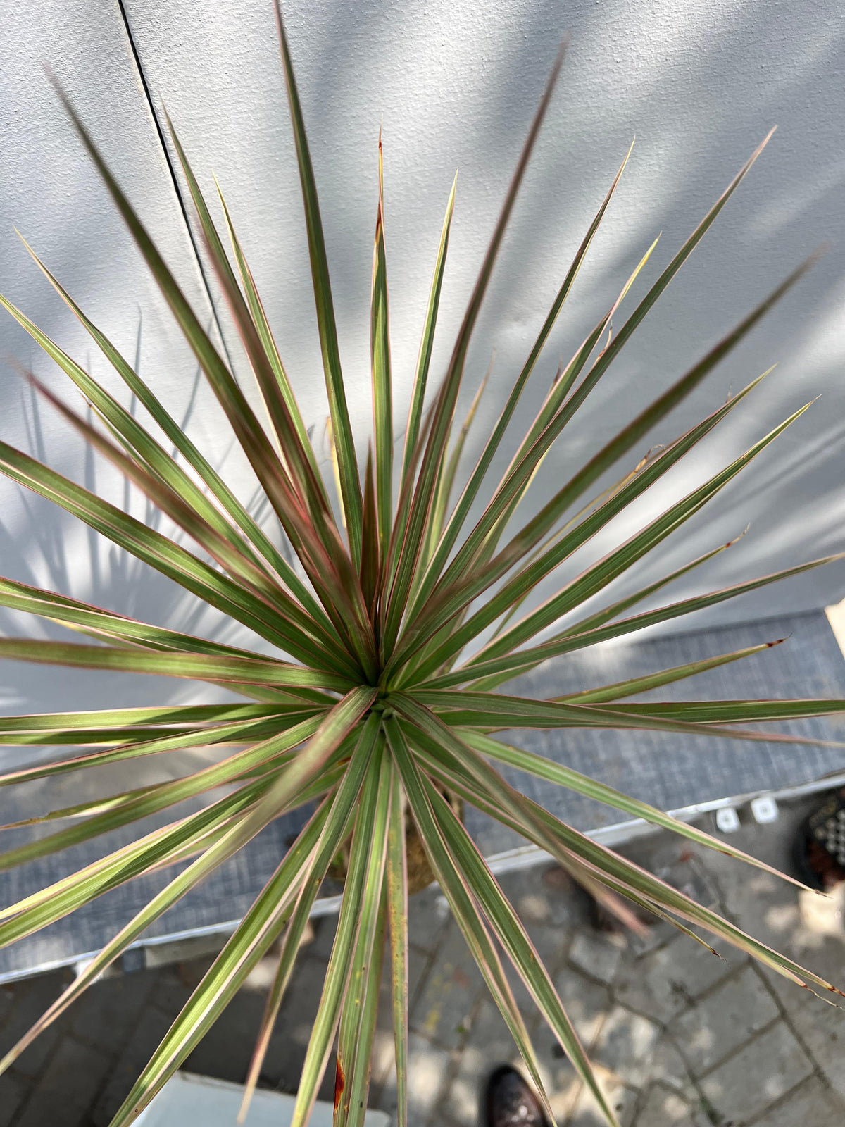 Dracaena Marginata Plant (Madagascar Dragon Tree), photo 6