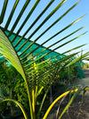 Alexandera Palm