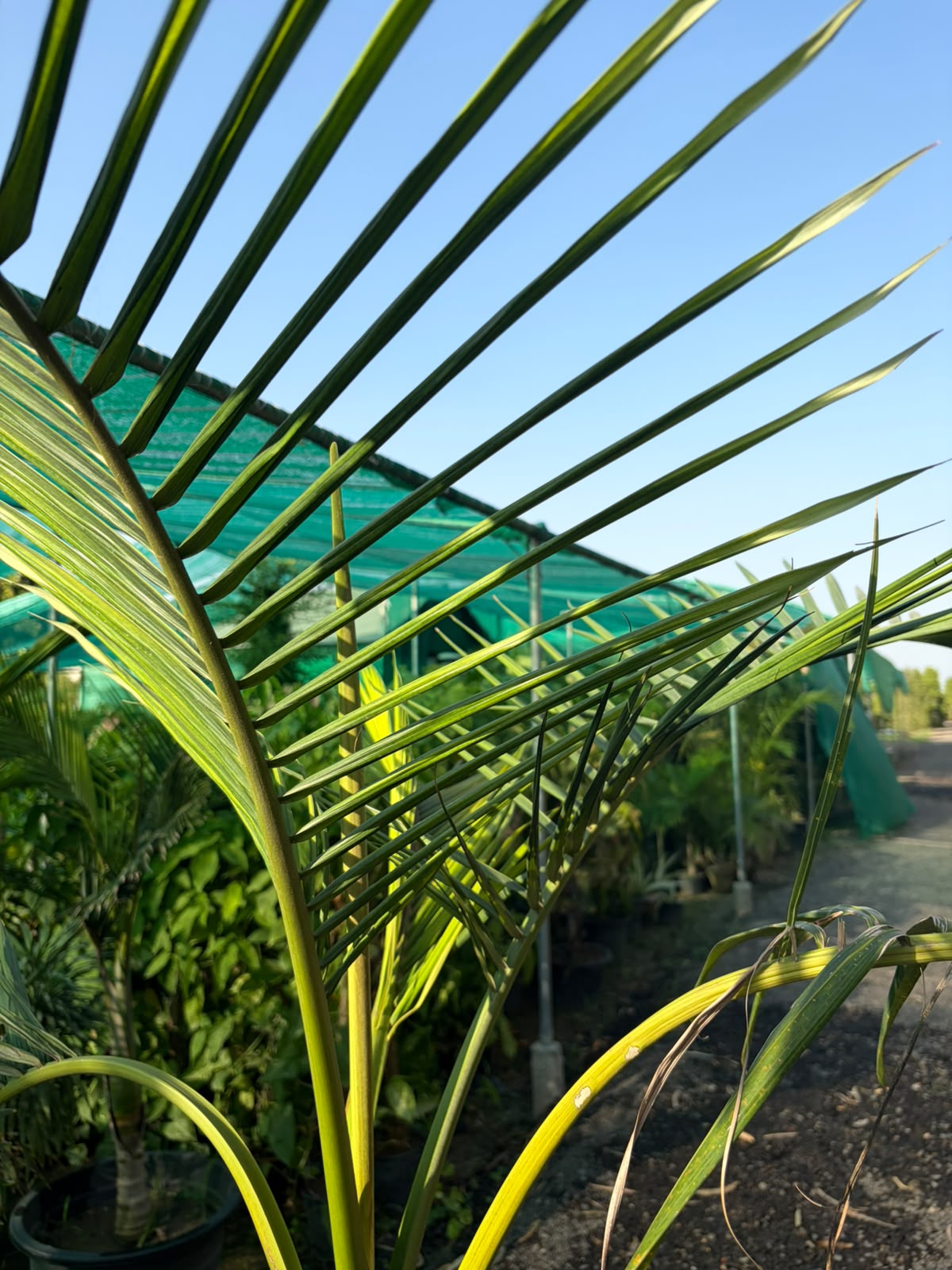 Alexandera Palm