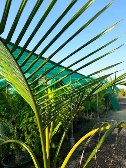 Alexandera Palm