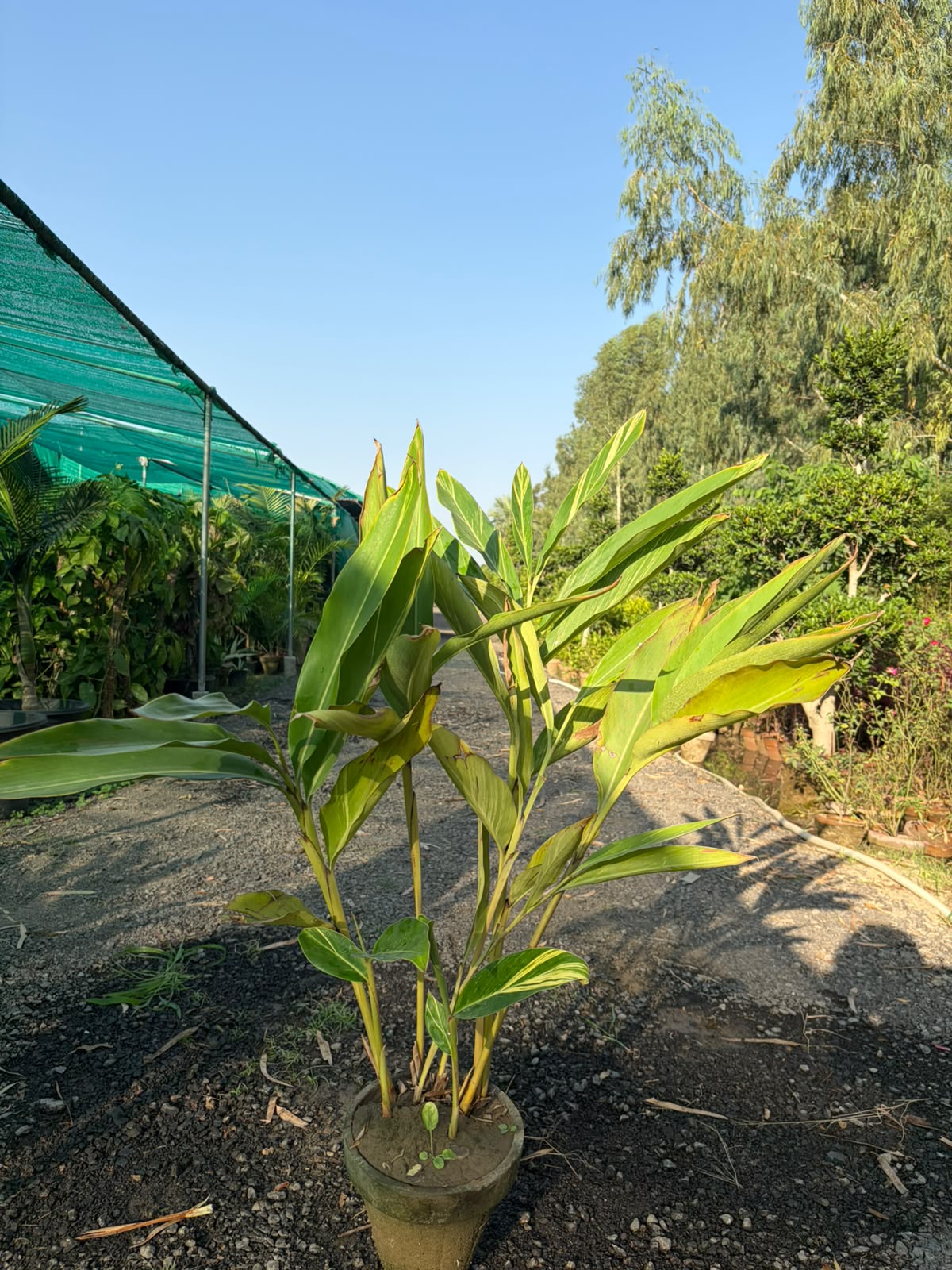 Arpenium