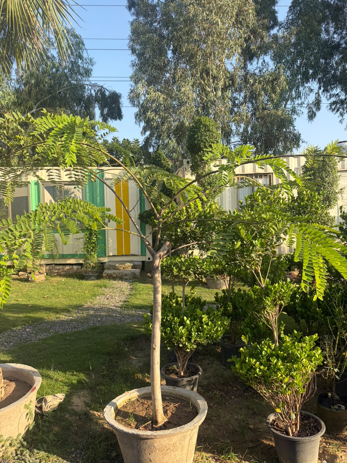 Cassia Nodosa