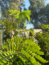 Cassia Nodosa