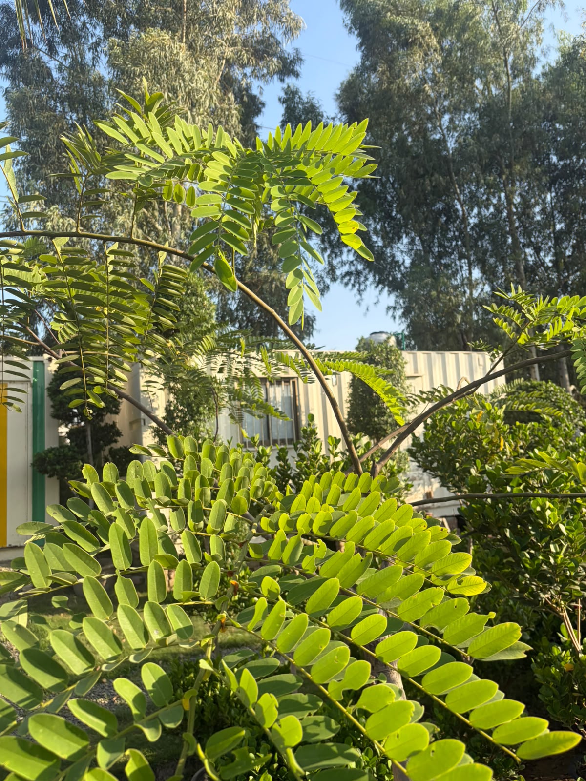 Cassia Nodosa
