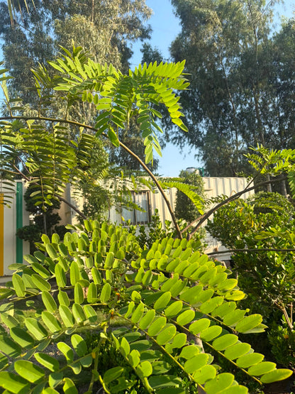 Cassia Nodosa