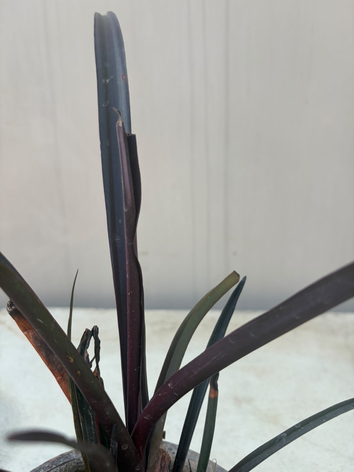 American Lily