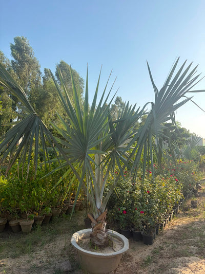 Bismarkiya
