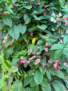 Chlorodendrum