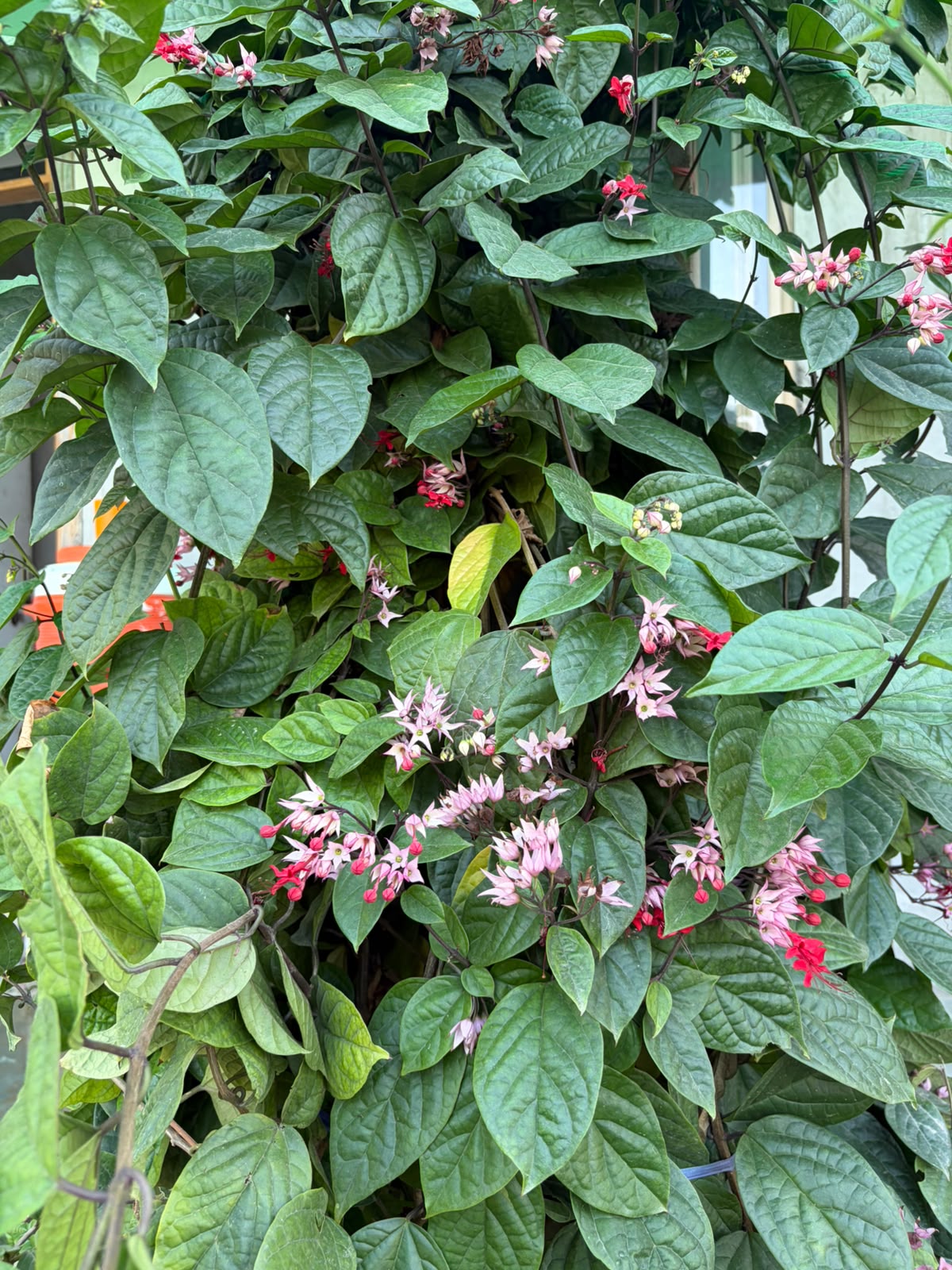Chlorodendrum