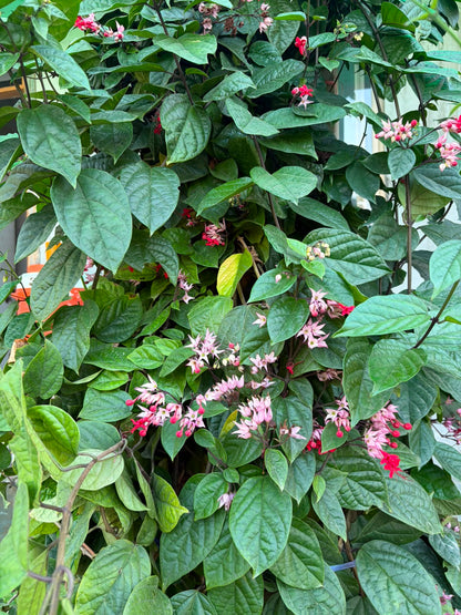 Chlorodendrum